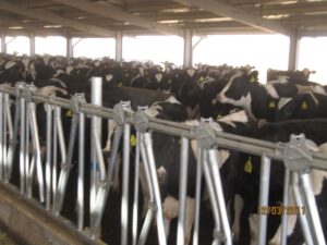 AL AIN DAIRY VISIT 12.3.11-13