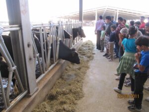AL AIN DAIRY VISIT 12.3.11-15